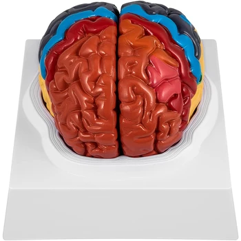 Človeški Možgani Model Anatomija 2 Del Možganov Model Barvno Kodiranje Z Zaslonom Bazo Možganov Poučevanje Anatomije Znanost Razredu